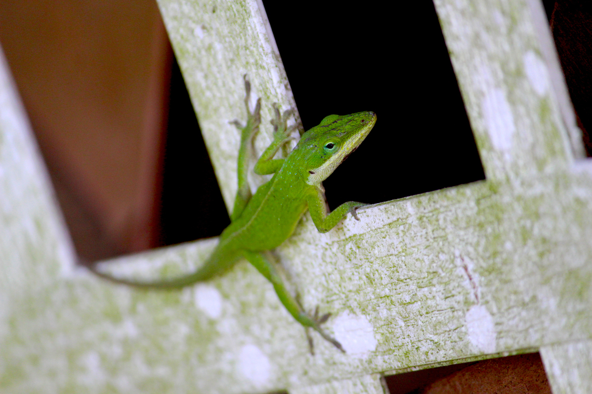 Lizard, Gadsden, Alabama, United States of America
