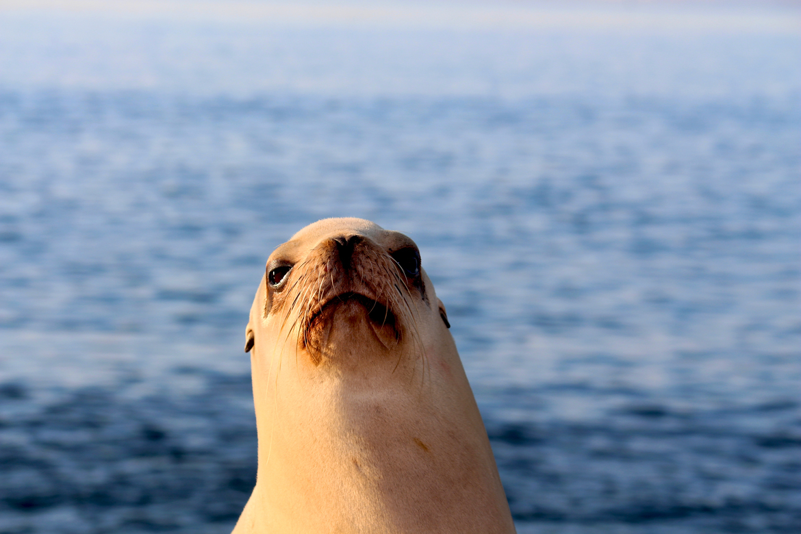 Sea Lion, La Jolla Beach, San Diego, CA., United States of America