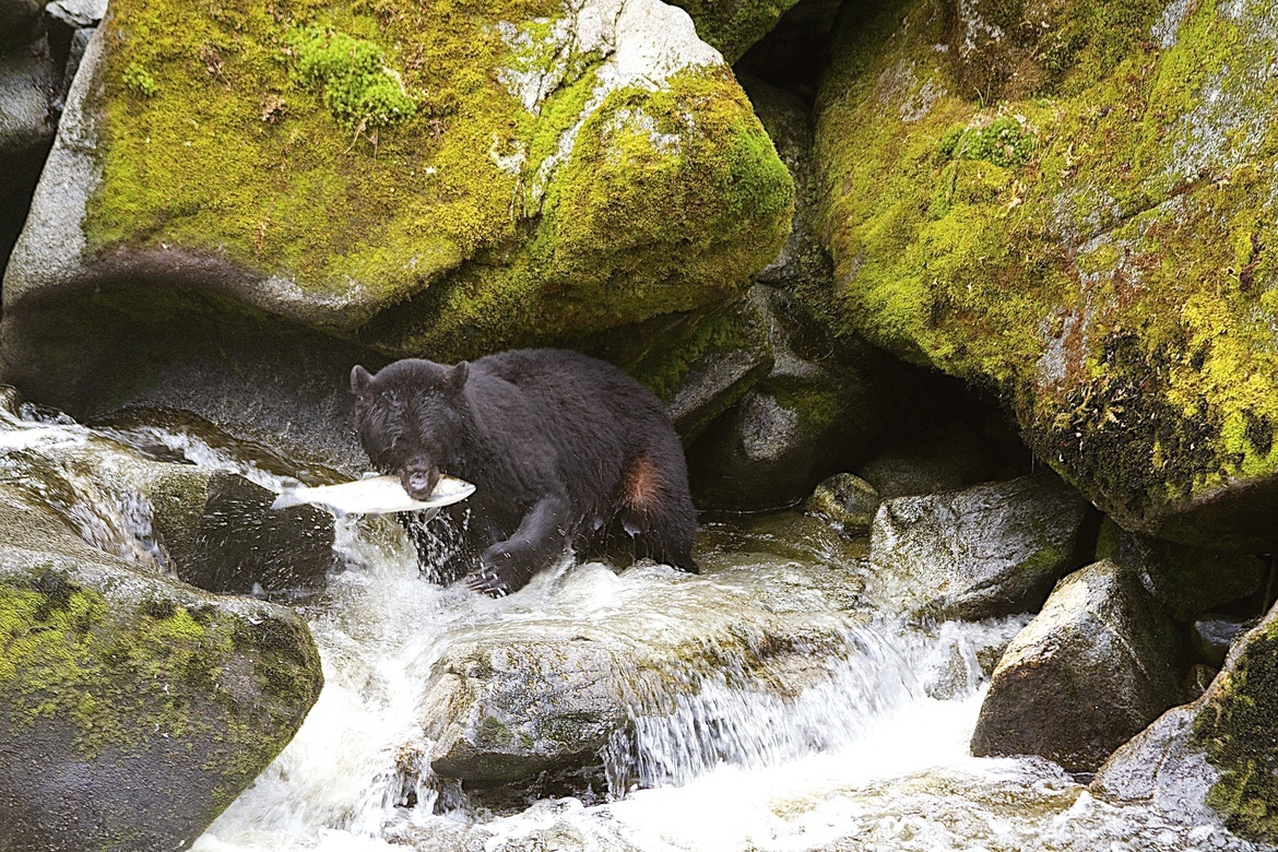 bear, Tongass National Forest in Alaska, United States of America
