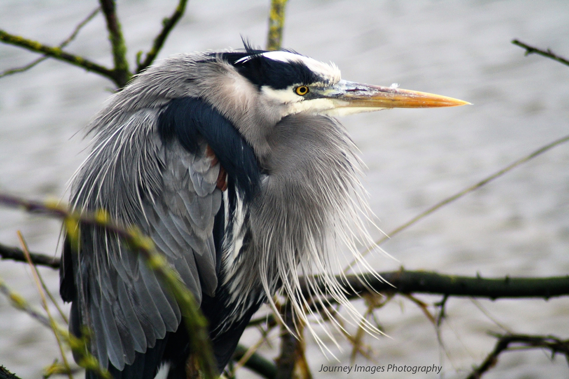 Great Blue Heron, Near Puget Sound in the wild, United States of America