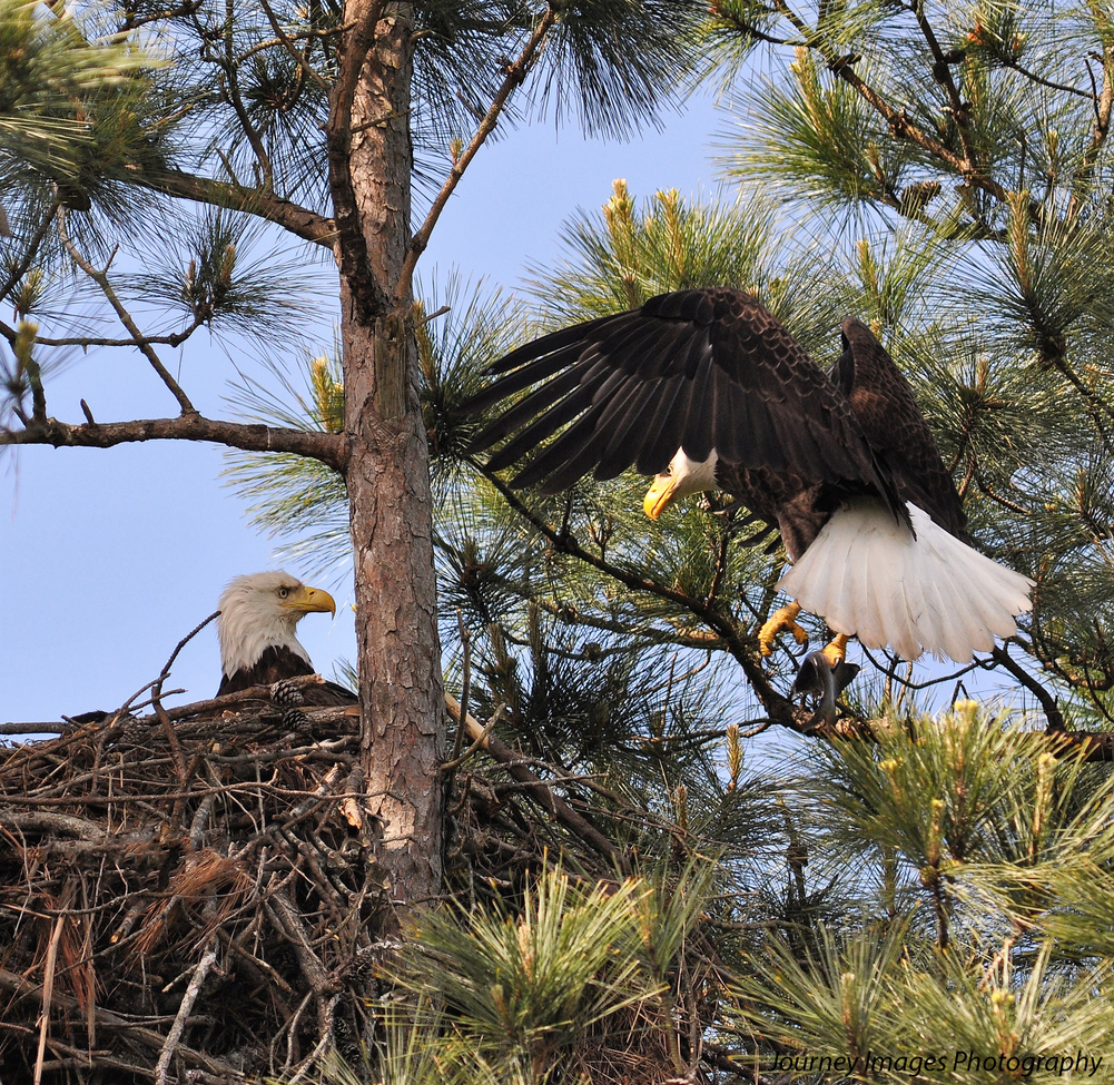 Bald Eagle, Kentucky lake in the wild Kentucky, United States of America