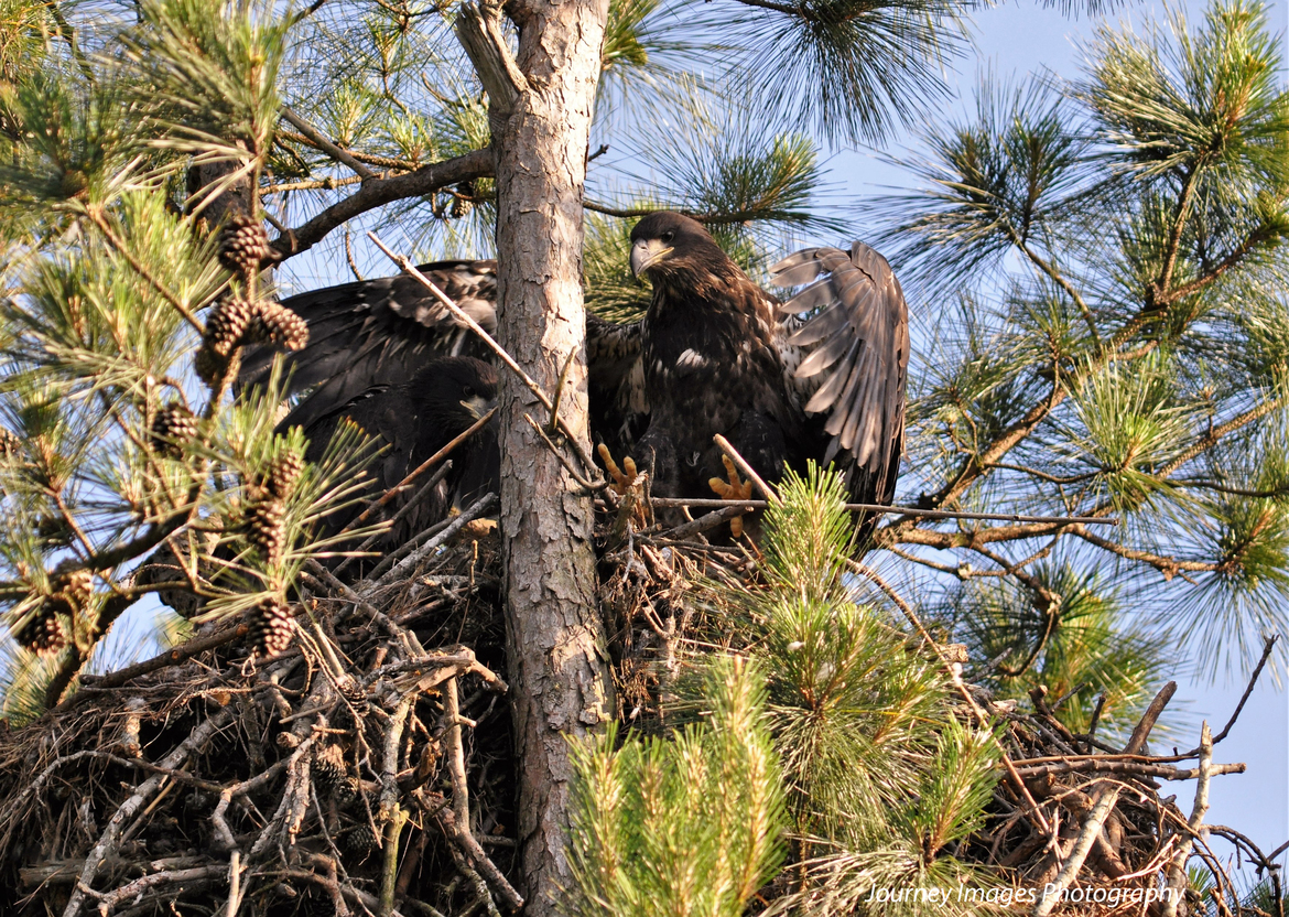 Bald Eagle, Kentucky lake in the wild Kentucky, United States of America