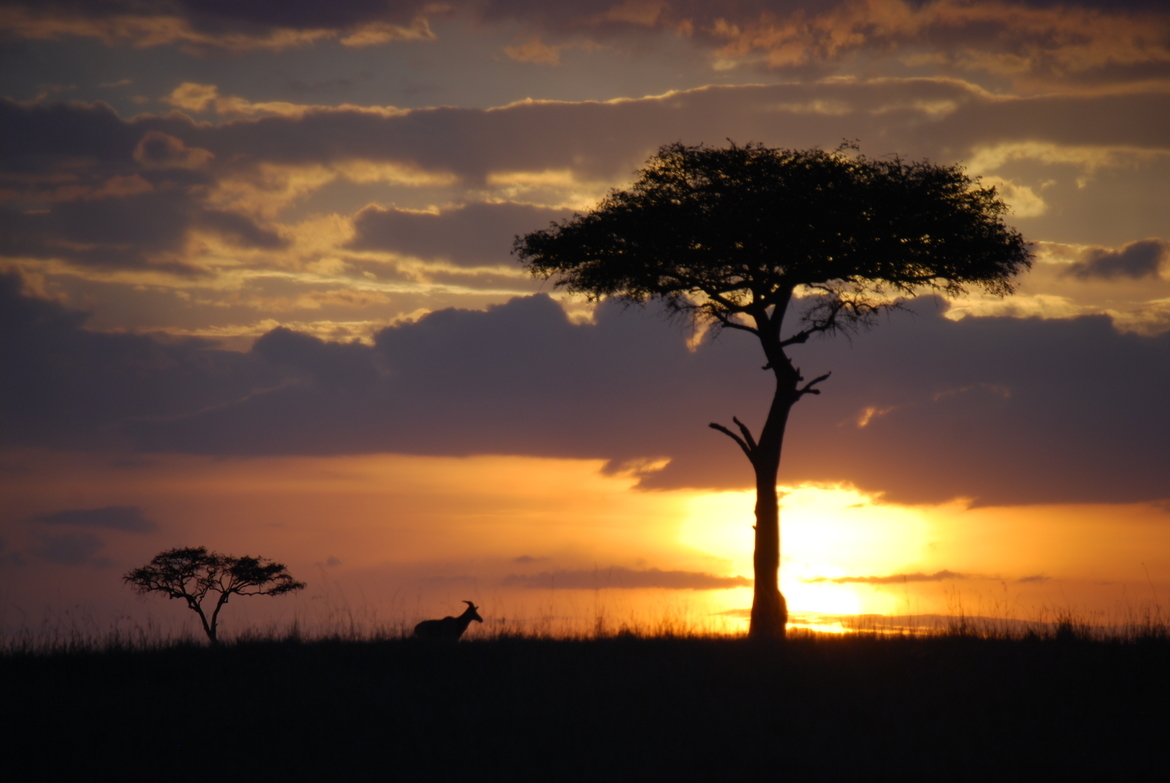 Species:  Common Tsessebe  /  Subspecies:  Antelope  /  Name:  Topi, Masai Mara, Kenya