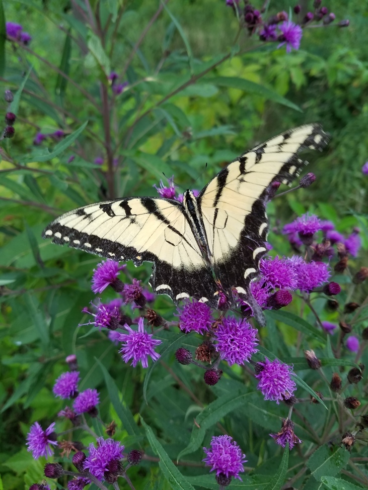 Yellow Swallowtail, Pennsylvania, United States of America
