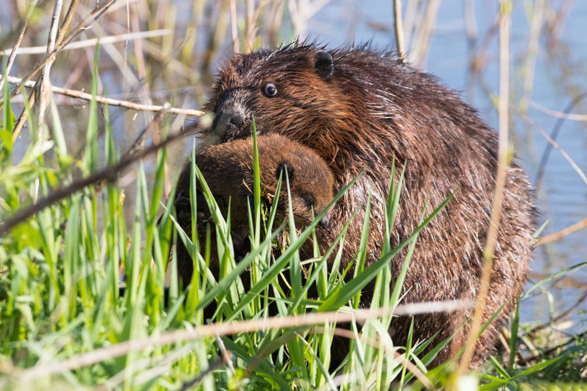 Canadian Beaver , Waterloo Region, Canada