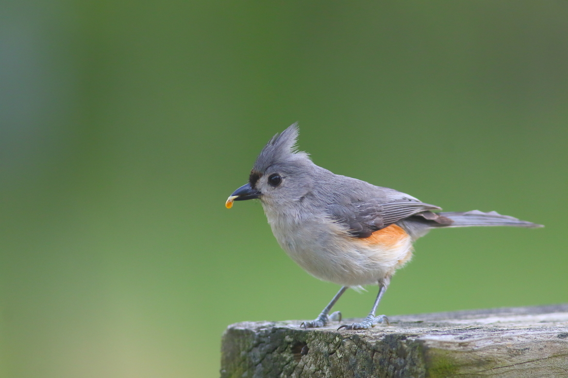 Tufted Titmouse, Chippewa Falls, WI, United States of America
