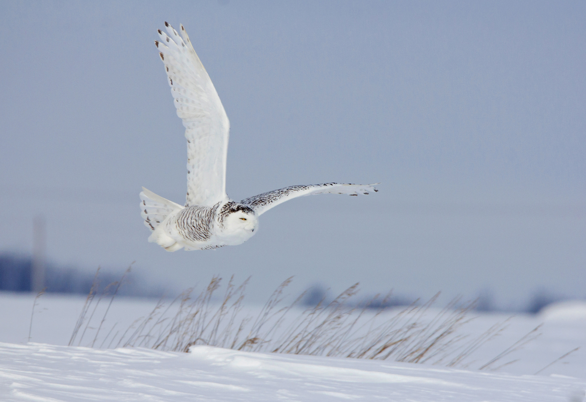 Female Snowy Owl , Elmira Ontario Canada , Canada