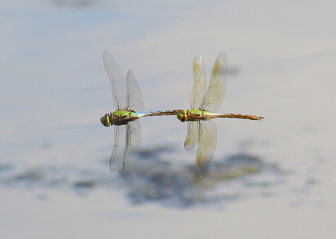 Dragon Fly, Chippewa Falls, WI, United States of America