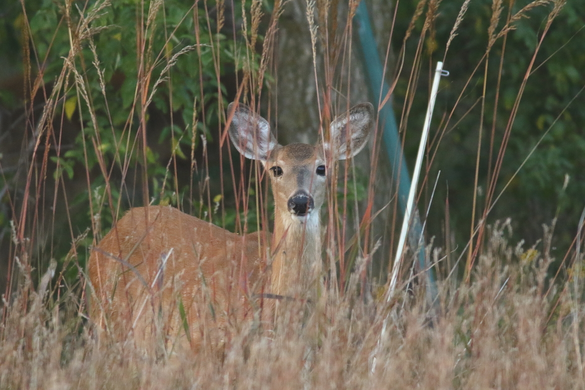 White Tail Deer, Chippewa Falls, WI, United States of America