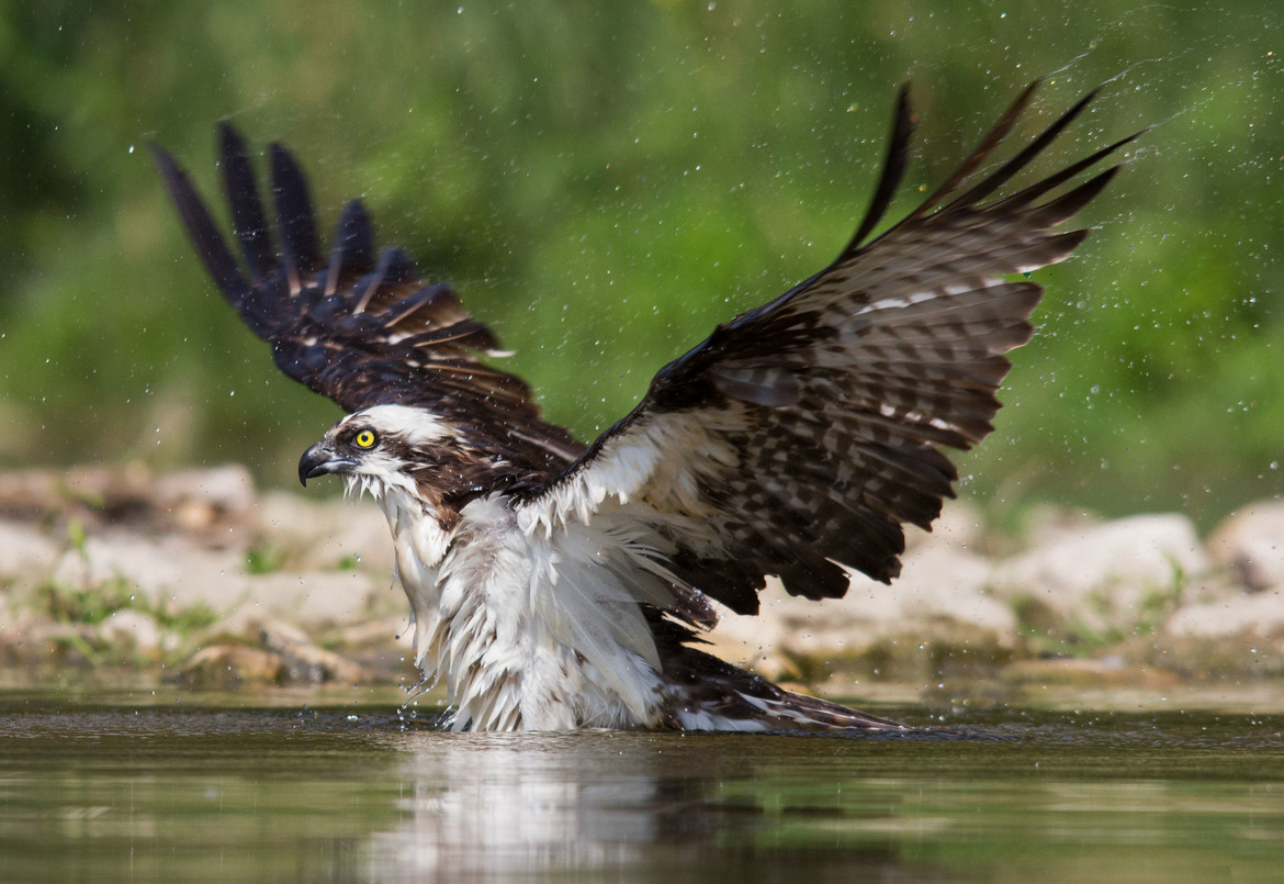 Osprey / Fishing Hawk, Grand River Kitchener , Canada