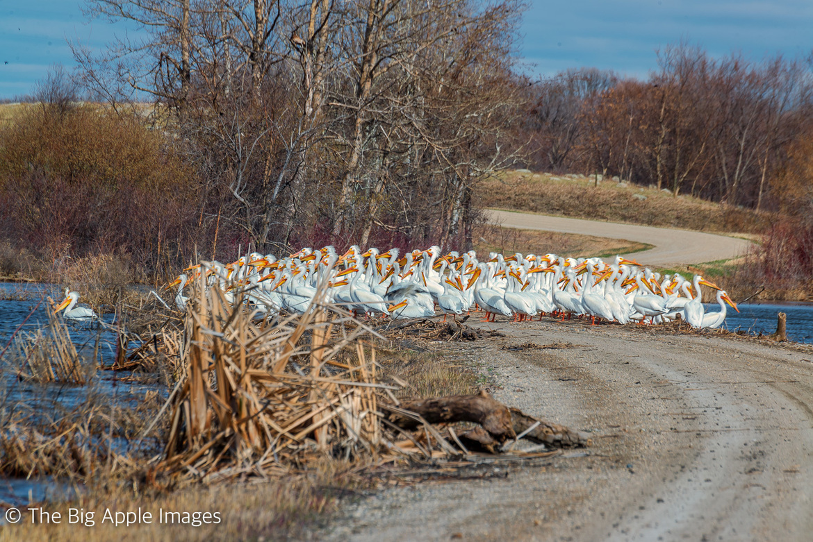 American White Pelican, Rock Lake Manitoba.   Pembina River, Canada