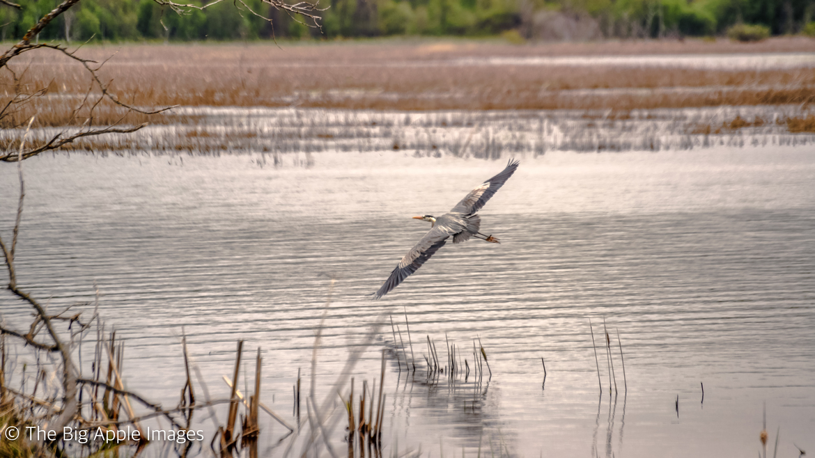 Great Blue Heron, Rock Lake Manitoba. Pembina River, Canada