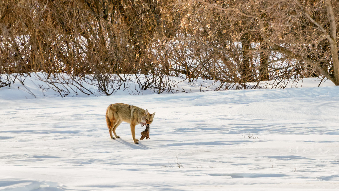 Coyote, SW Manitoba, Canada