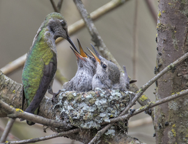 Grid anna s hummingbird nest  coonrad