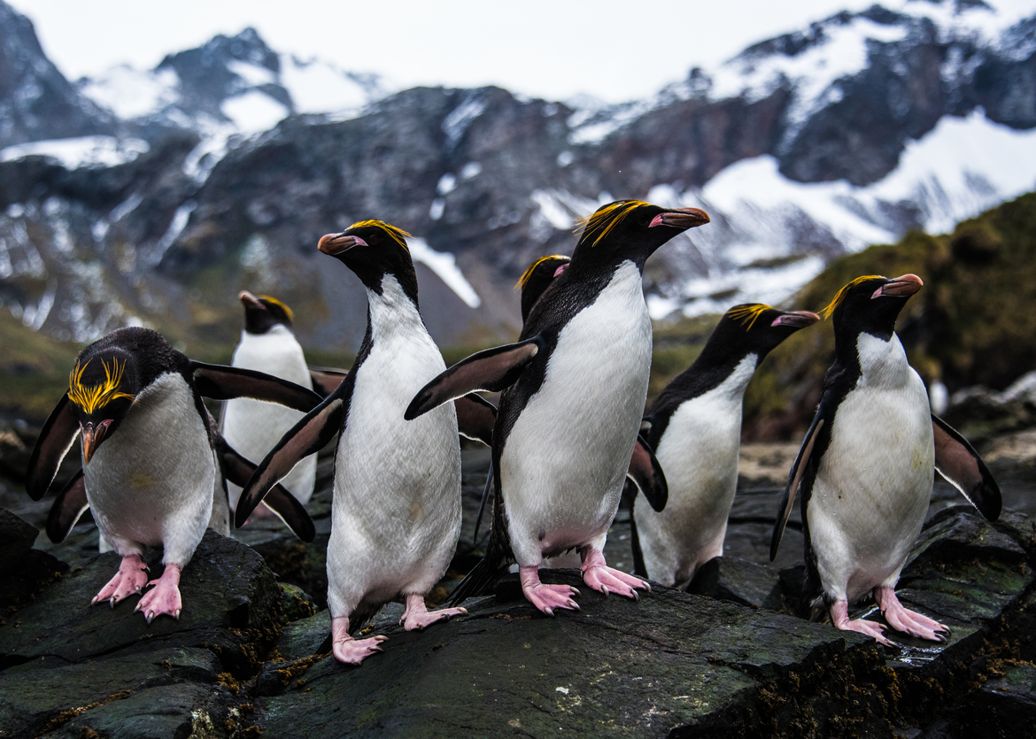 Macaroni Penguins, Cooper's Bay, Antarctica