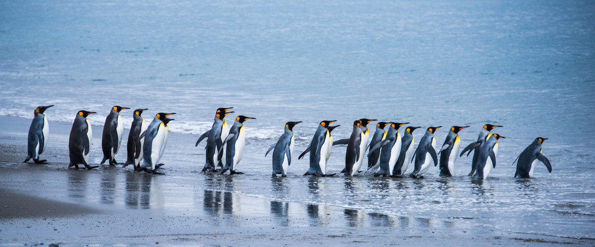 King Penguins, South Georgia Island, Antarctica