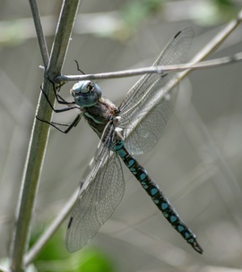 Grid dragonfly1