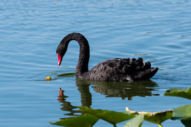 Grid 20161216 black swan 002