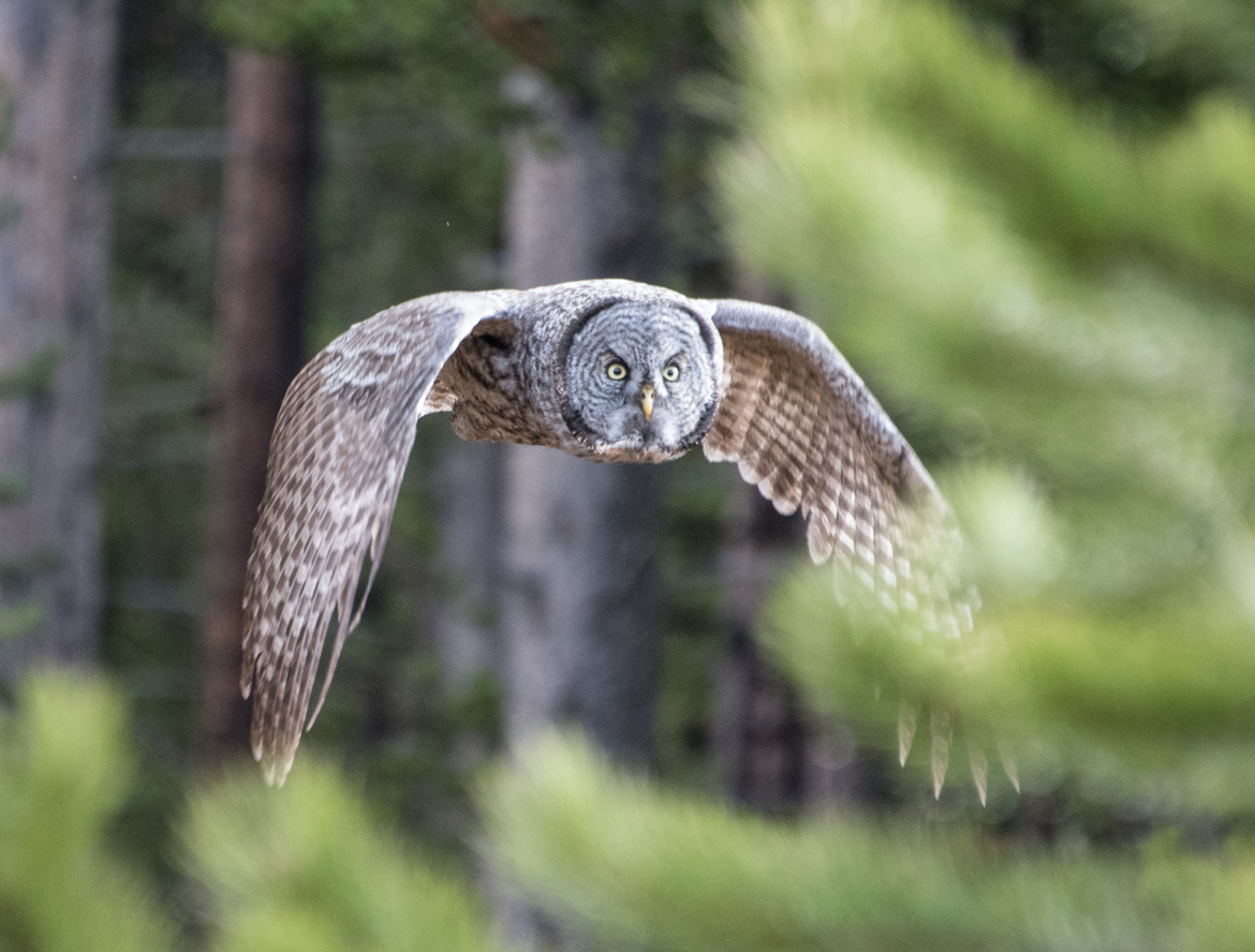 Great Grey Owl, Yellowstone National Park, United States of America