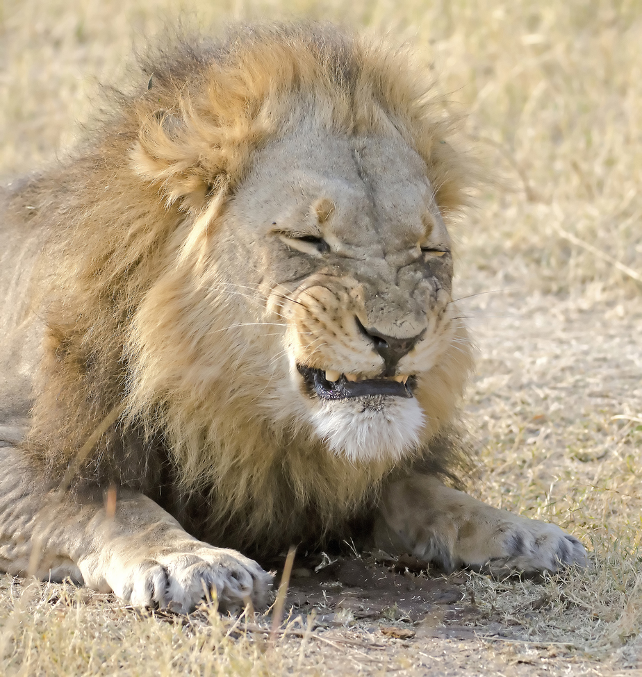 Lion, Kings Pool, Botswana