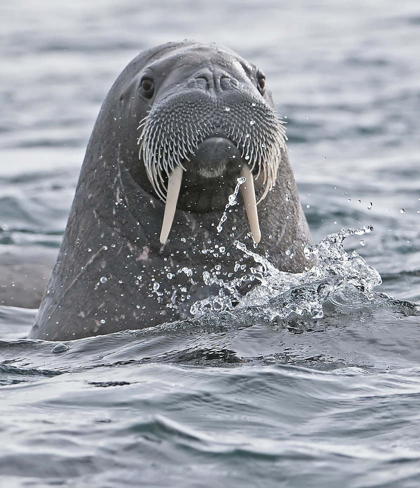 Walrus, Northern edge of Svalbard, Svalbard and Jan Mayen