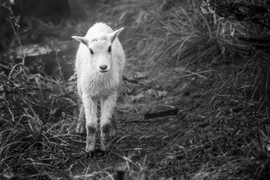Grid 20160713 baby mountain goat 001