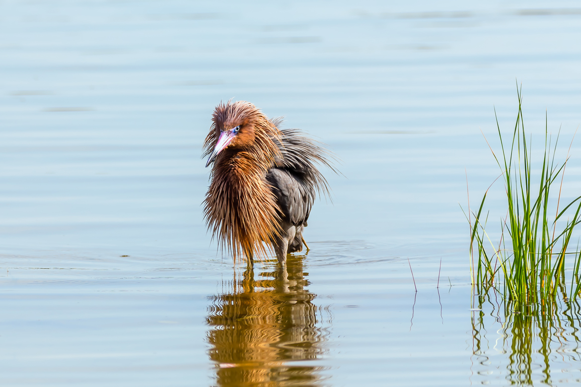 Reddish Egret, Fort DeSoto State Park, St. Petersburg, Florida, United States of America
