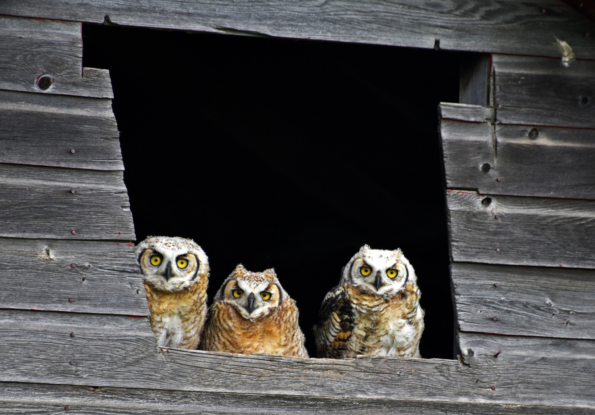 Great Horned Owl, Saskatchewan, Canada