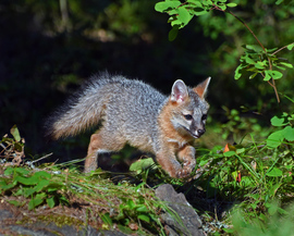 Grid run grey fox kit