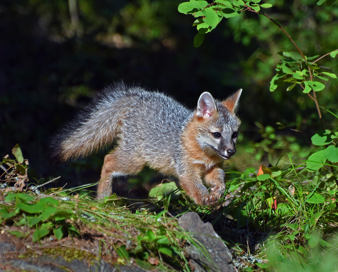 Grey Fox, Glacier Park, United States of America