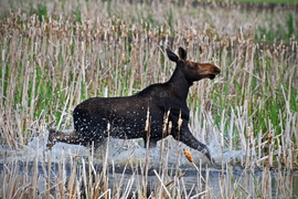 Grid water moose