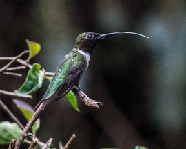 Grid hummingbird tongue4712  1 of 1 