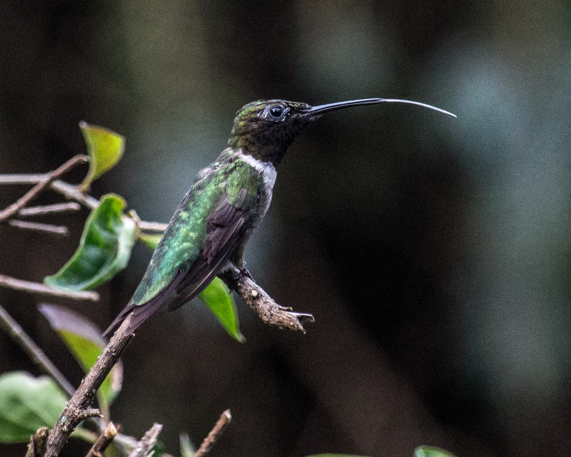 Hummingbird, Greenwood, Indiana, United States of America