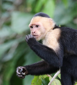 Grid 20150126 122558 costarica 1912