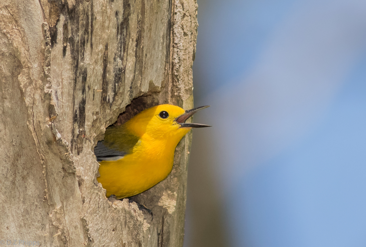 Prothonotary warbler, Montgomery County, Ohio, United States, United States of America