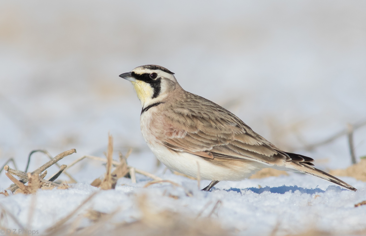 Horned lark, Montgomery County, Ohio, United States, United States of America