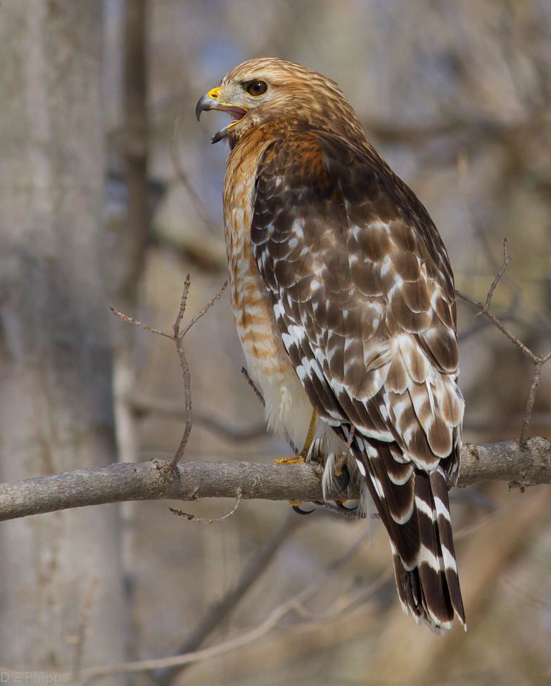 Red-shouldered hawk, Montgomery County, Ohio, United States, United States of America