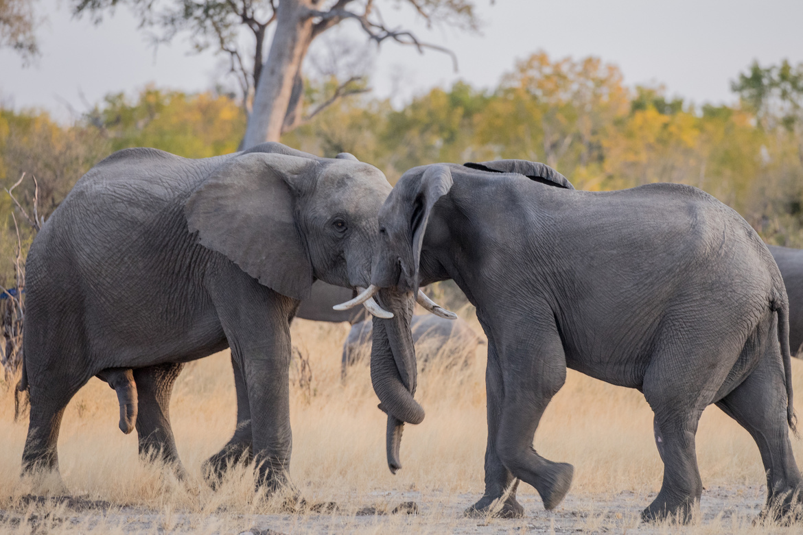 Elephant, Hangwe, Zimbabwe