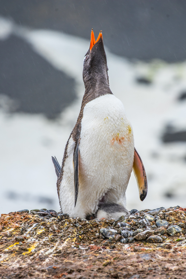 Penguin, Antarctic Peninsula, Antarctica