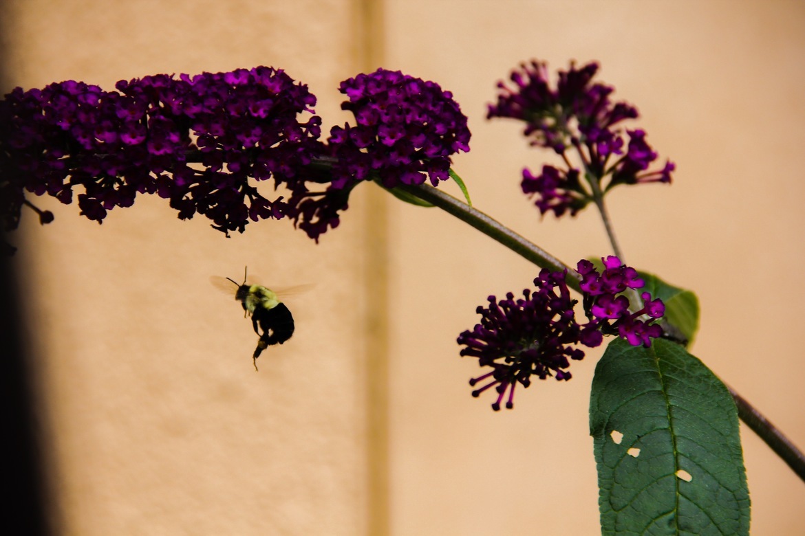 Bee, Pa, United States of America