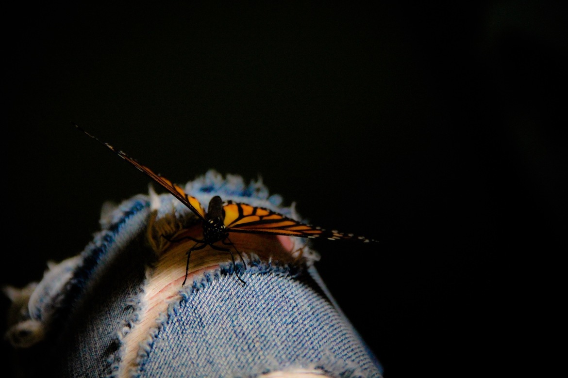 Insect butterfly, Pa, United States of America