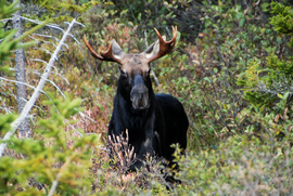 Grid maine male moose4541  1 of 1 