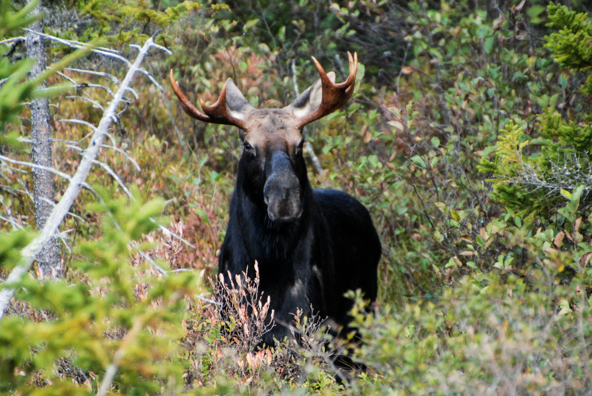 Bull Moose, Maine, United States of America