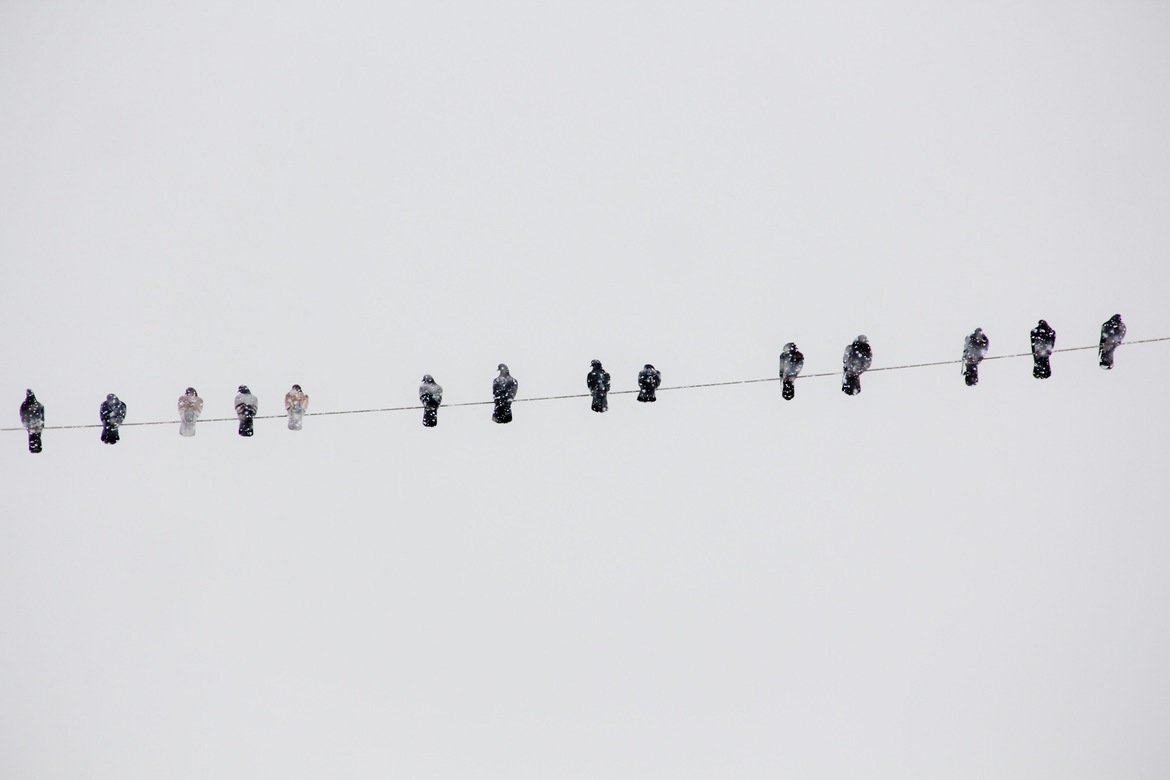 Birds, Pa, United States of America