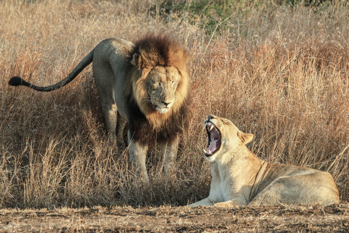 lion, Phinda , South Africa