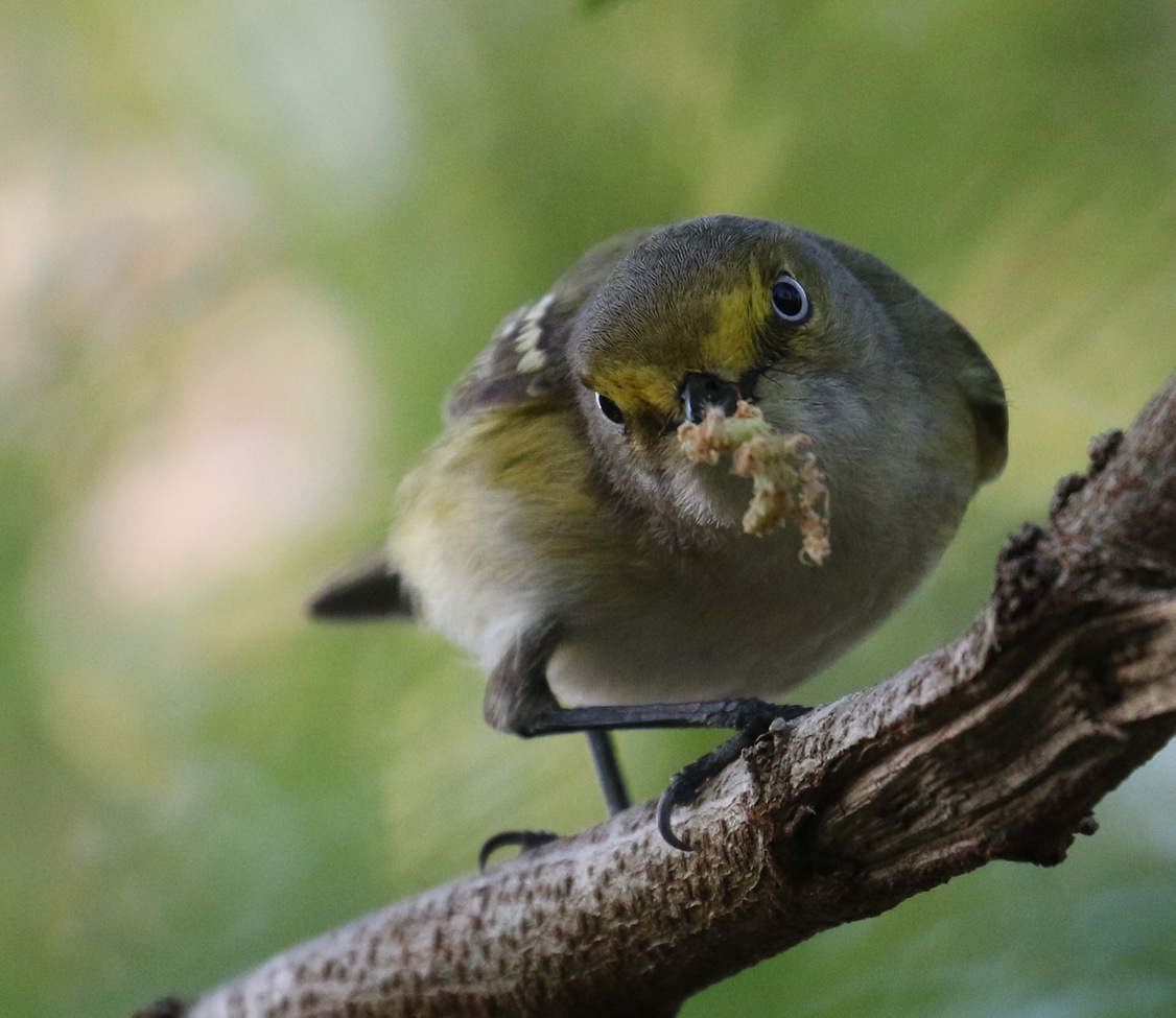 White Eyed Vireo, Seymour's Pond, Bermuda