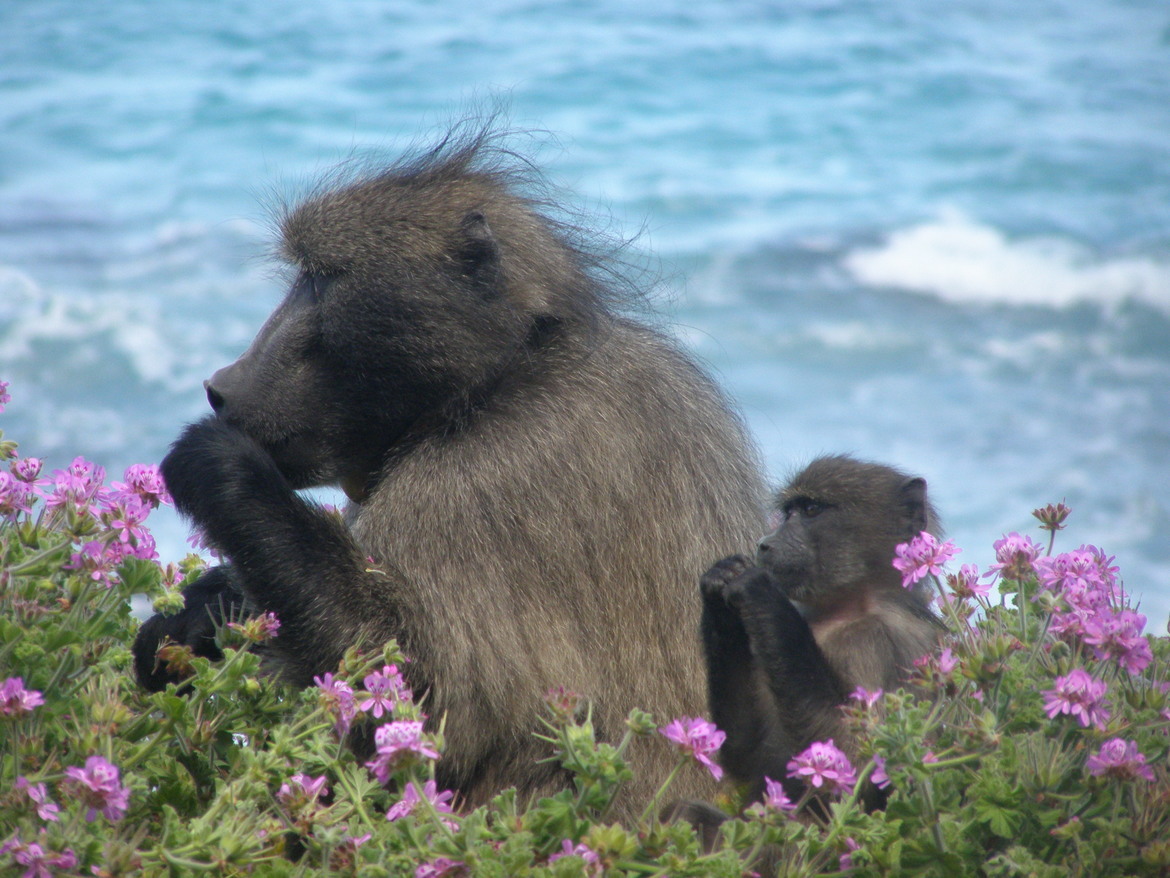 type of monkey,  East of Cape Town, South Africa