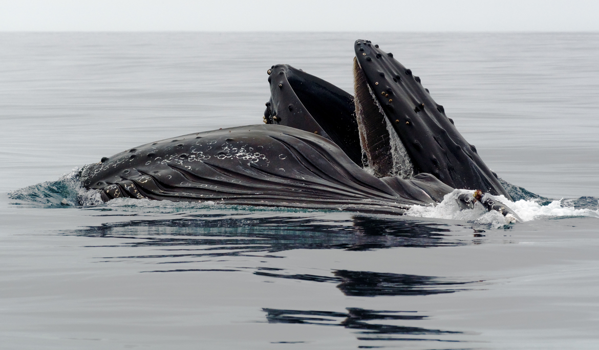 Humpback whales, Monterey Bay, California, United States of America