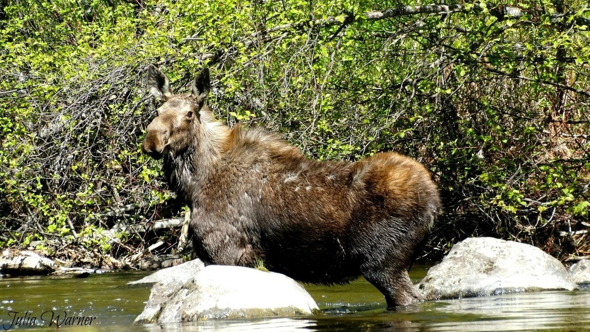 Cow moose, Quesnel bc , Canada