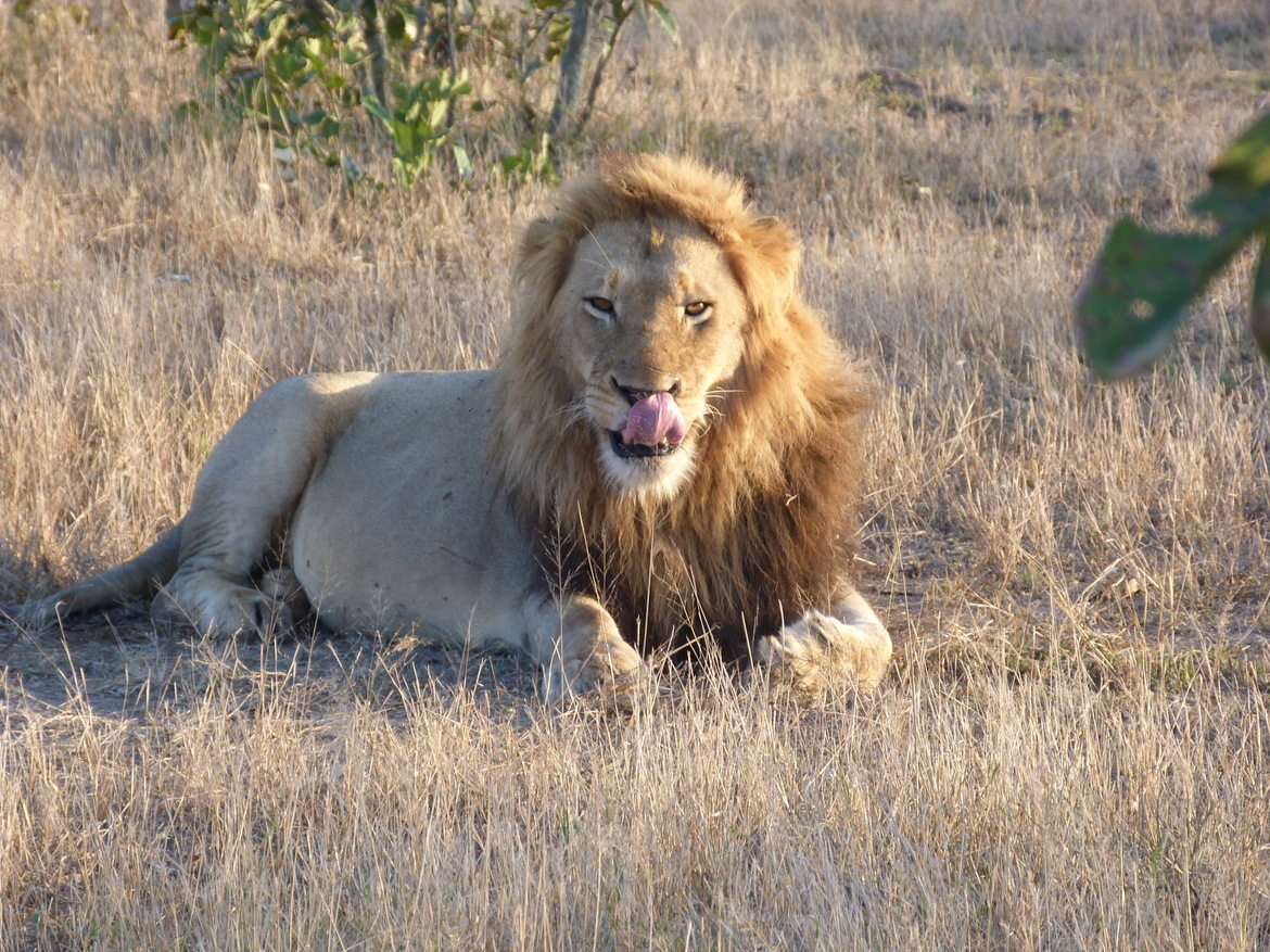 Lion, Greater Kruger National Park, South Africa